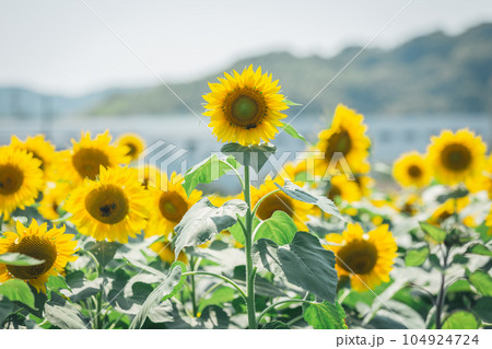 【夏素材】快晴のもと　満開のひまわり畑 104924724