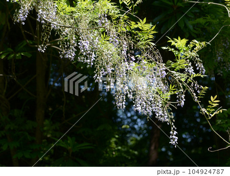 ヤマフジ ヤマフジ 104924787