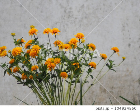 黄色い花のヒメヒマワリ 104924860