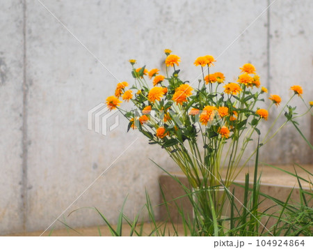 黄色い花のヒメヒマワリ 104924864