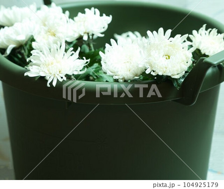秋の花・白菊がいくつも、緑色のバケツに挿されています。、 秋の花・白菊がいくつも、緑色のバケツに挿されています。、 104925179