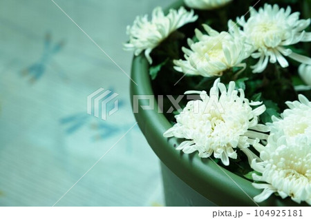 秋の花・白菊がいくつも、緑色のバケツに挿されています。、 秋の花・白菊がいくつも、緑色のバケツに挿されています。、 104925181