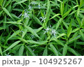 チョウジソウ 104925267