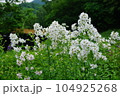 白いカンパニュラ 104925268