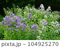 花のガーデン 104925270