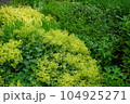 アルケミラモリスの花 104925271