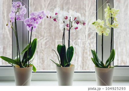 Moth orchids on windowsill - home decoration with live potted flowering plants 104925293