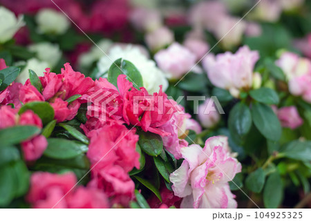 rhododendron flowers blooming in conservatory, selective focus (Rhododendron sims ii Planch.) 104925325