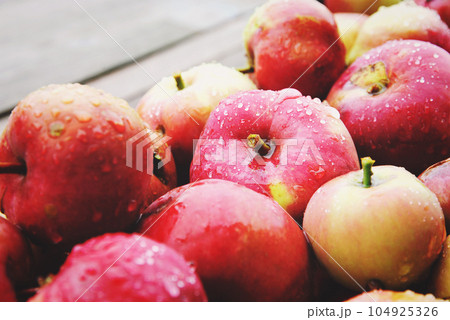 Apples harvested in organic household garden in autumn Apples harvested in organic household garden in autumn 104925326