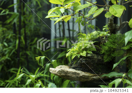 Plant nature background and natural podium for product synthesis Plant nature background and natural podium for product synthesis 104925341
