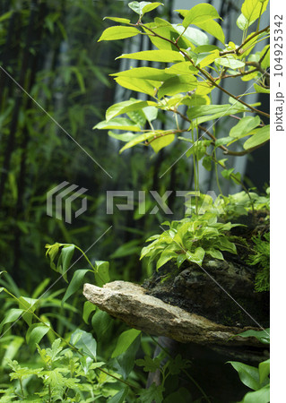 Plant nature background and natural podium for product synthesis 104925342