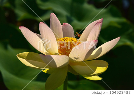 蜜蜂と蓮の花 蜜蜂と蓮の花 104925485