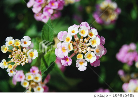 Lantana camara flowers closeup, blooming plant 104925488