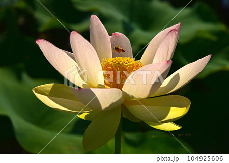 蜜蜂と蓮の花 104925606