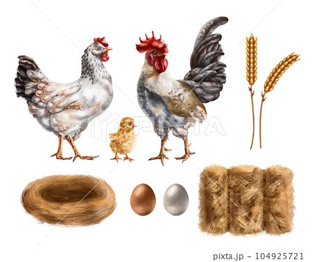 Farm set of chicken, rooster, chicken among haystacks and eggs. For compositions, packaging design, textiles, booklets Farm set of chicken, rooster, chicken among haystacks and eggs. For compositions, packaging design, textiles, booklets 104925721