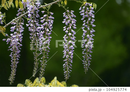 藤の花 104925774