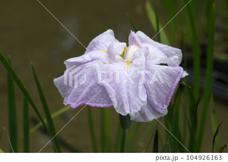 乙女の鏡　アヤメ科 104926163