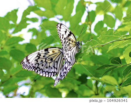 箕面公園パークセンター　昆虫館・放蝶館　1頭のオオゴマダラが枝に止まっている風景　　大阪府箕面市 104926341