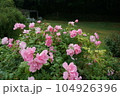 ピンクのバラ 104926396