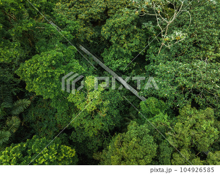 View of narrow footbridge between green tropical trees located in jungle of Costa Rica. Hanging Bridge, Monteverde Cloud Forest, Costa Rica 104926585