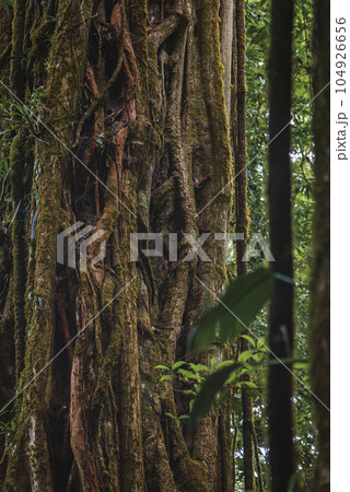 Close up of old tree trunk in the rainforest of Costa Rica 104926656