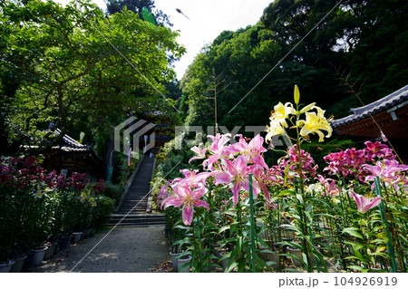 松尾寺境内・満開の百合の花と三重塔 松尾寺境内・満開の百合の花と三重塔 104926919
