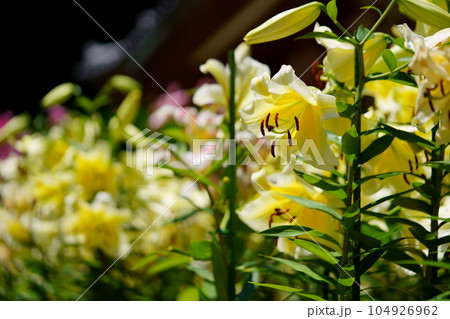 松尾寺境内・満開のカサブランカ 104926962