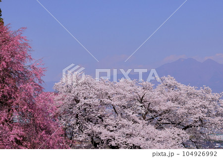 山梨県南アルプス市上宮地　甲府盆地を望む桜の神社御崎社のベニシダレ桜、ソメイヨシノと遠くの山々 104926992