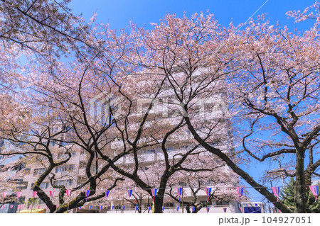 播磨坂さくら並木とビル 東京春風景 播磨坂さくら並木とビル 東京春風景 104927051