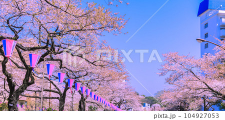播磨坂さくら並木とビル 東京春風景 播磨坂さくら並木とビル 東京春風景 104927053