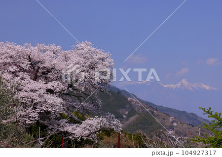 山梨県南アルプス市上宮地 甲府盆地を望む桜の神社御崎社の満開のソメイヨシノと冠雪した八ヶ岳の景色 山梨県南アルプス市上宮地 甲府盆地を望む桜の神社御崎社の満開のソメイヨシノと冠雪した八ヶ岳の景色 104927317