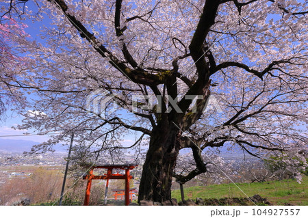 山梨県南アルプス市上宮地　甲府盆地を望む丘陵に建つ桜の神社御崎社の満開のソメイヨシノと鳥居 104927557