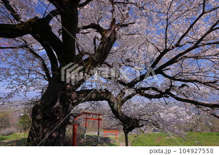 山梨県南アルプス市上宮地　甲府盆地を望む丘陵に建つ桜の神社御崎社の満開のソメイヨシノと鳥居 104927558