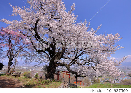 山梨県南アルプス市上宮地 甲府盆地を望む丘陵に建つ桜の神社御崎社の満開のソメイヨシノと鳥居 山梨県南アルプス市上宮地 甲府盆地を望む丘陵に建つ桜の神社御崎社の満開のソメイヨシノと鳥居 104927560