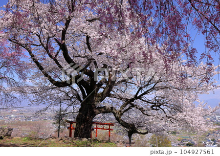 山梨県南アルプス市上宮地 甲府盆地を望む丘陵に建つ桜の神社御崎社の満開のソメイヨシノと鳥居 山梨県南アルプス市上宮地 甲府盆地を望む丘陵に建つ桜の神社御崎社の満開のソメイヨシノと鳥居 104927561