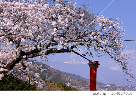 山梨県南アルプス市上宮地　甲府盆地を望む丘陵の桜の神社御崎社の満開のソメイヨシノと鳥居越しの八ヶ岳 104927610