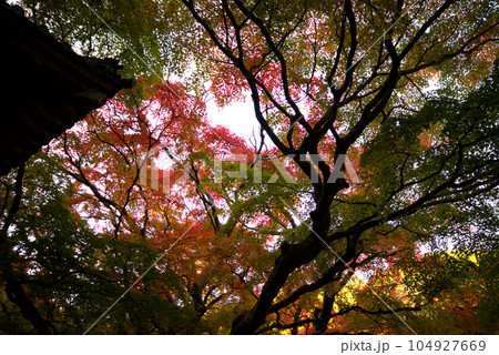お寺の紅葉 お寺の紅葉 104927669
