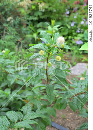 アメリカヤマタマガサ（セファランサス）の花 104927743