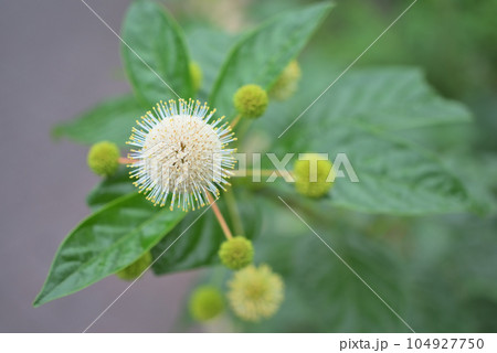 アメリカヤマタマガサ(セファランサス)の花 アメリカヤマタマガサ(セファランサス)の花 104927750