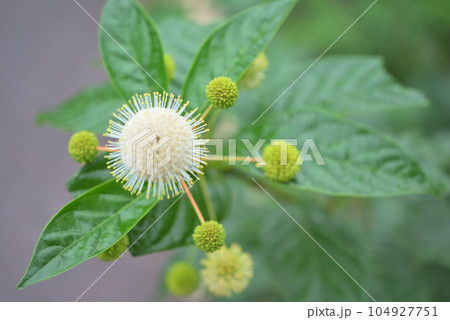 アメリカヤマタマガサ(セファランサス)の花 アメリカヤマタマガサ(セファランサス)の花 104927751
