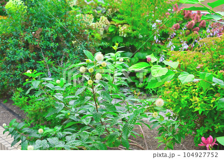 アメリカヤマタマガサ(セファランサス)の花 アメリカヤマタマガサ(セファランサス)の花 104927752