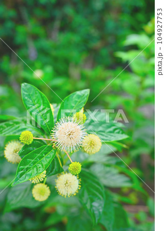 アメリカヤマタマガサ(セファランサス)の花 アメリカヤマタマガサ(セファランサス)の花 104927753