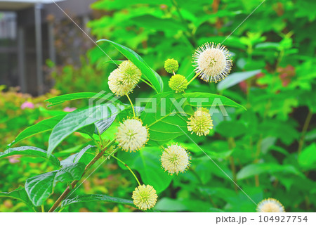 アメリカヤマタマガサ(セファランサス)の花 アメリカヤマタマガサ(セファランサス)の花 104927754