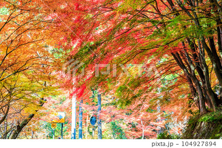 グラデーション豊かな紅葉風景｜16:10 104927894