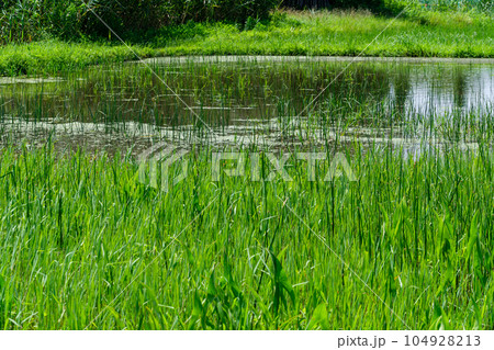 映る田んぼ 104928213