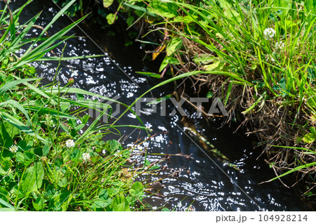 水辺の花びら 104928214
