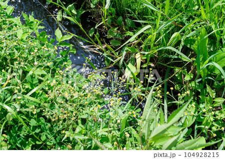 水路の野草 104928215