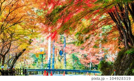 奥津渓の紅葉風景|16:9 奥津渓の紅葉風景|16:9 104928319