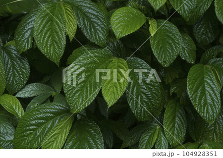 Strobilanthes crispa or commonly known as pecah beling plan in Indonesia. 104928351