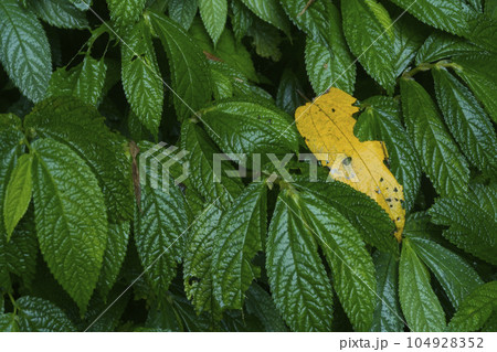 Strobilanthes crispa or commonly known as pecah beling plan in Indonesia. 104928352